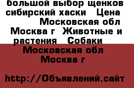 большой выбор щенков сибирский хаски › Цена ­ 18 000 - Московская обл., Москва г. Животные и растения » Собаки   . Московская обл.,Москва г.